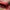 GABBEH - Red - 2.42m x 1.67m