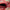 SULTANI - Red - 3.06m x 2.04m