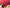 FINE AFGHAN BOKHARA - Red - 3.97m x 3.01m