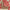 KAISER RUG - Beige Red - 2.38m x 1.68m